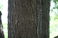 Salix tetrasperma